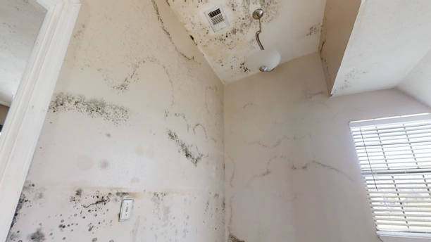 Best Environmental Consulting for Mold Prevention  in Manheim, PA