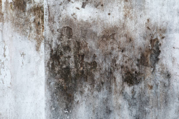 Biohazard Mold Removal in Manheim, PA