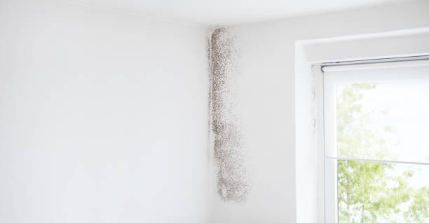 Trusted Manheim, PA Mold Removal Experts