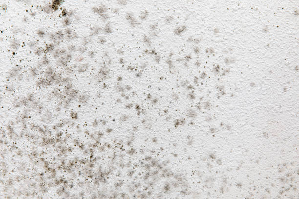 Best Emergency Mold Remediation  in Manheim, PA